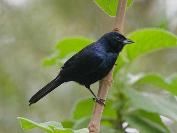 Kroontangare (Tachyphonus coronatus)